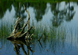 Seney Reflections