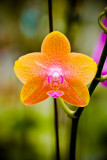 Orchid 18294 