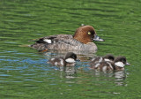 Common Goldeneye (Bucephala clangula)