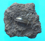 Fossil insect 1