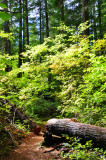 Proxy Falls Trail II