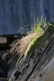 0011_IMG_1793 Grass on Old Piling