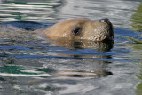 0028_IMG_1826 Resident Sea Lion