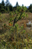0032_IMG_3141 Muskeg, Shore Pine