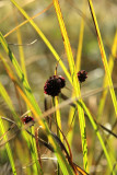 0035_IMG_3146 Grass
