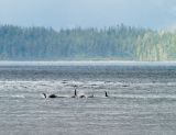 Orca pod feeding in Frederick Sound