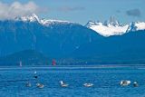 Waterfowl in the Narrows