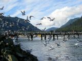 Gulls - South Harbor