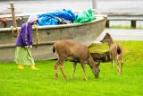 Amy and Deer