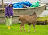 Amy and Deer