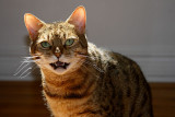 Meow!