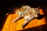 Lounging