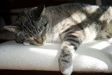 Zzzzz...