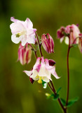 Columbine (4)