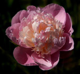 Peony