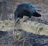 Raven on fence