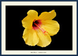 Yellow Flower