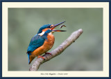 Local Kingfisher with Fish