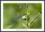 Blue Damsel