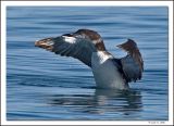 Common Loon.