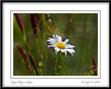 Oxeye Daisy in Grass