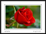 A Red, Red Rose