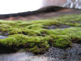 mossy moss