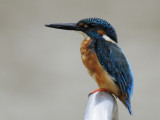 <a class=c6>Kingfisher, Common</a>