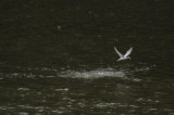 Little Tern - 10