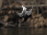 Little Tern - Fishing