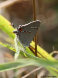 Gray Hairstreak