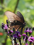 Spicebush Swallowtail