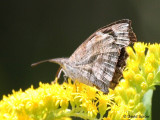 American Snout