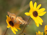 Variegated Fritillary