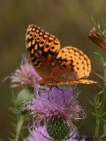 Great Spangled Fritillary