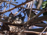 Western Kingbird nest