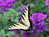 Eastern Tiger Swallowtail