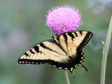 Eastern Tiger Swallowtail