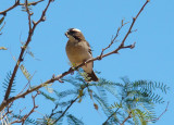 Whitebrowed Sparrow Weaver