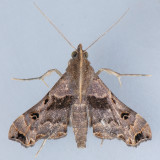 8398 Faint-spotted Palthis - Palthis asopialis