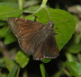 Northern Cloudywing Skipper