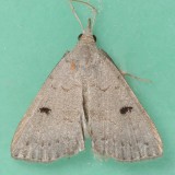 8356 Stone-winged Owlet – Chytolita petrealis