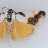 9146 Delightful Bird-dropping - Tarache delecta