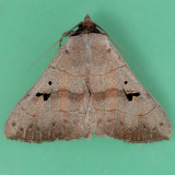 8588 Brown Panopoda - Panopoda carneicosta