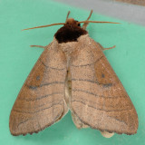 7903 Angus's Datana - Datana angusii