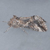 8914 Alfalfa Looper - Autographa californica