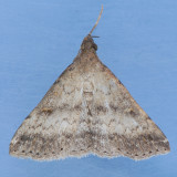 8368 Florida Tetanolita - Tetanolita floridana