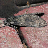 7775  Carolina Sphinx - Manduca sexta