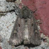 9391 Dock Rustic Moth - Luperina passer