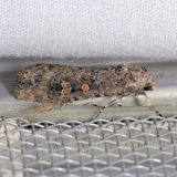 9665  Beet Armyworm Moth - Spodoptera exigua